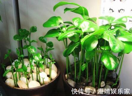 4种“果核”不要扔，埋土里，5天之后“惊喜”不断，观叶又收果！