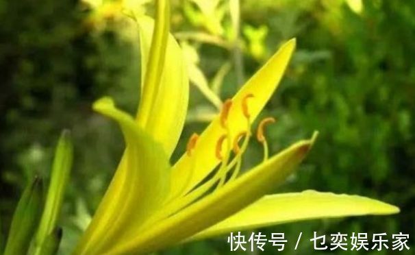 hm2|黄花菜明目安神,滋养皮肤,农民只需掌握一点,收获高产的黄花菜