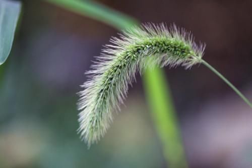 滑膜炎|没想到狗尾草原来是个宝，狗尾草的这5大功效，你知道吗？