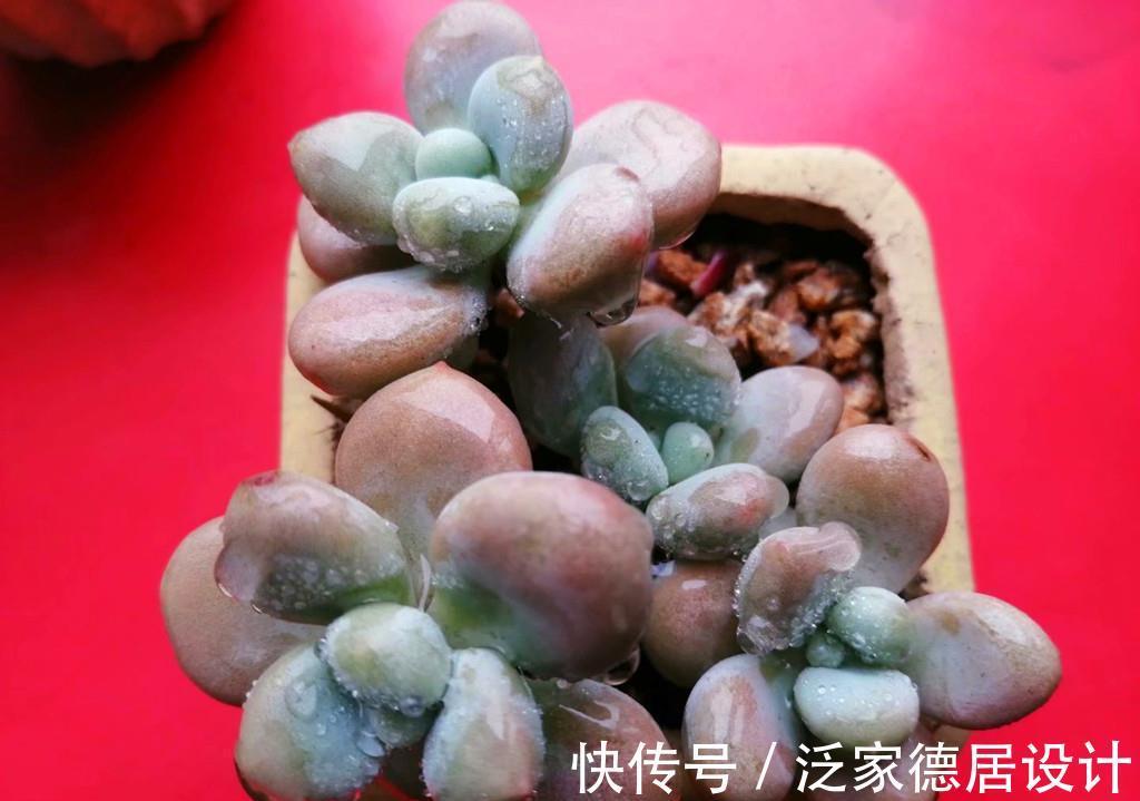 叶片|一众多肉中，桃蛋是心中最痛，因为真难养，还好有这些品种取代它