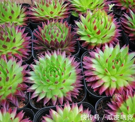 苏珊娜|观音莲这样养,不用施肥照样长满花盆