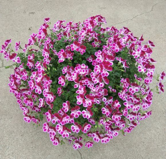 植株|夏季养花一浇水就死,一施肥就烂根重点在这里,促休眠3点措施