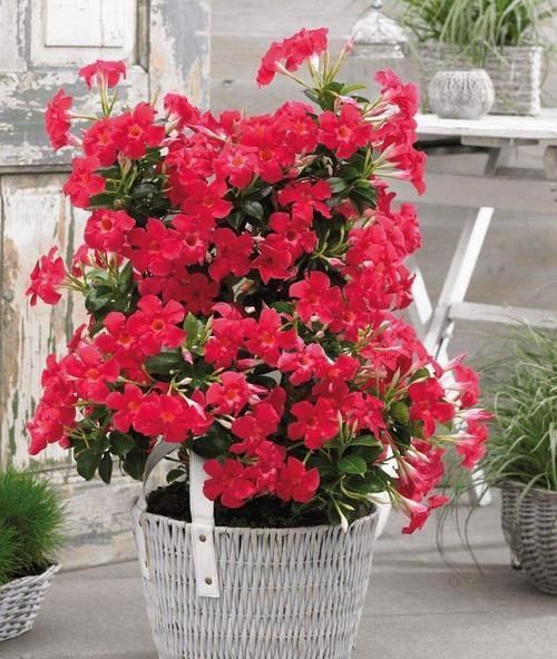 花卉|最爱爆盆的花卉,花比叶多,天气越热开花越多,做盆景更美