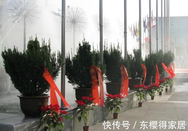授粉|红豆杉只开花不结果,只要找准原因及时解决,满树结满红果果