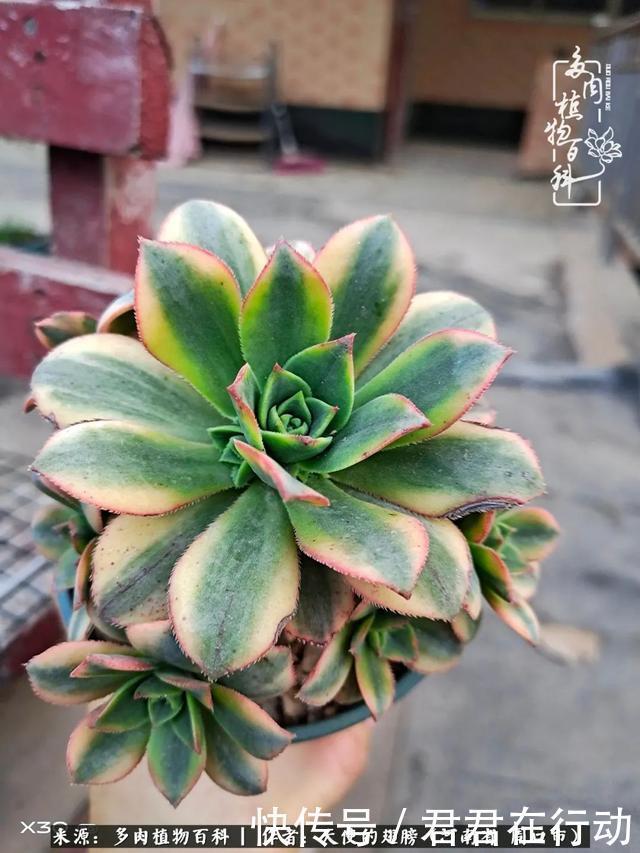 唯有植物,我的人生才不孤独!