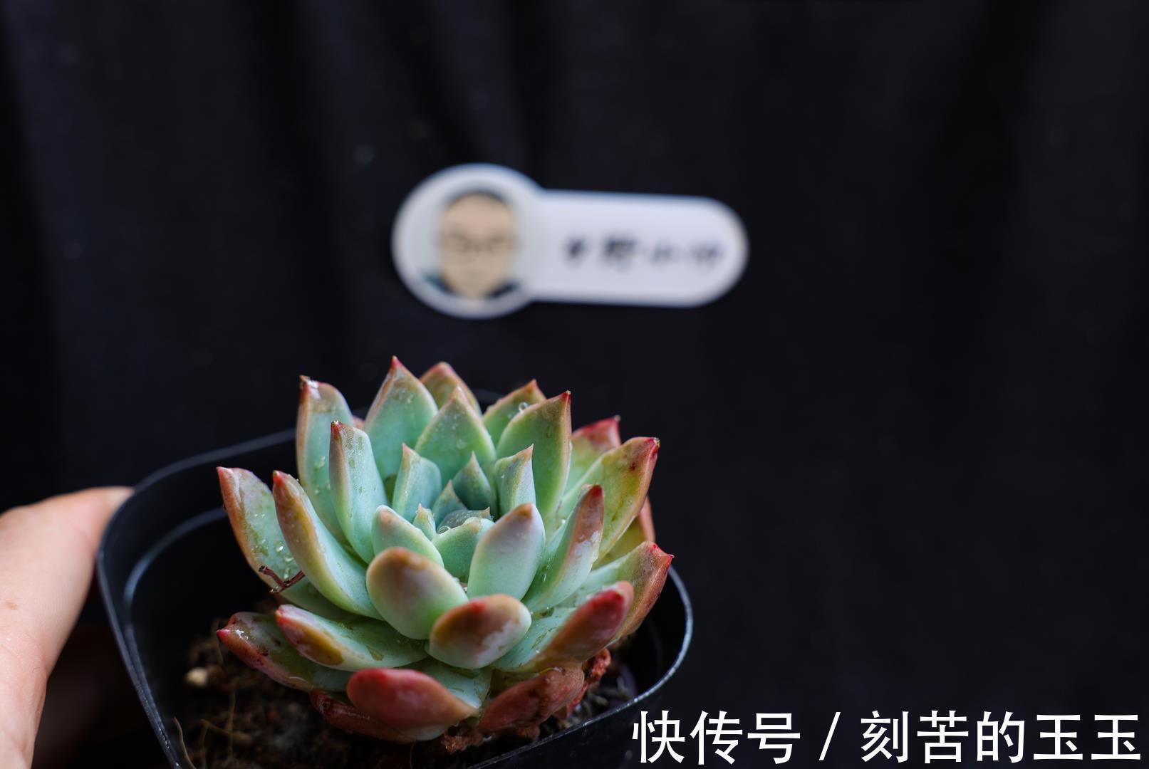 美美|那些美美的多肉，都是这样杂交出来的，小帅告诉你多肉杂交的奥秘