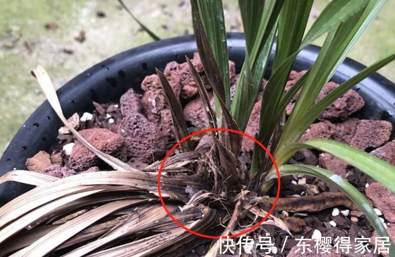 养护|夏季兰花多发软腐病?不用困扰!用它就能马上搞定
