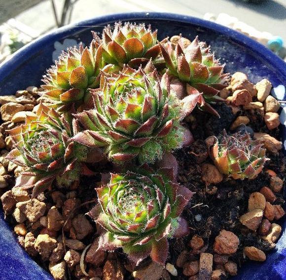 给''砍头''多肉摘老叶，调整这3方面供给，侧芽个个长成小莲花