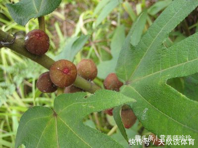 植物|2种植物,若你在山上还能见到,请好好珍惜,用来煲汤好处多