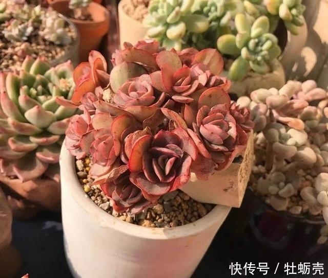 兰石|7字秘诀来养多肉,入坑9年多肉植物没徒也没腐