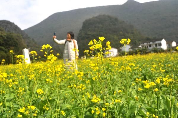 赏花|贵州兴义：初冬时节油菜花开