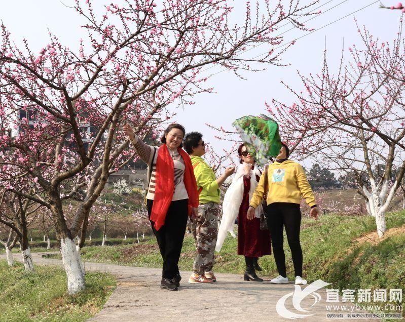 春漫宜宾 花开酒都