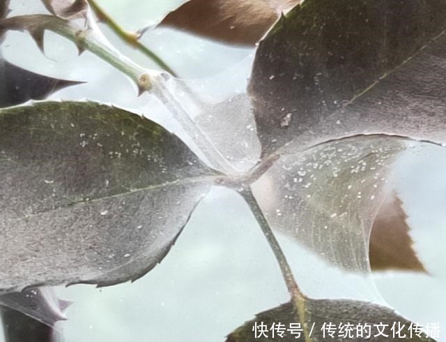 家里的月季,遭受了“虫害”,别拖着,教你4个“小方法”消灭掉!