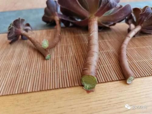 春天，这八种花，剪个枝插土里就活，养养就开花，错过了就要等明年了！