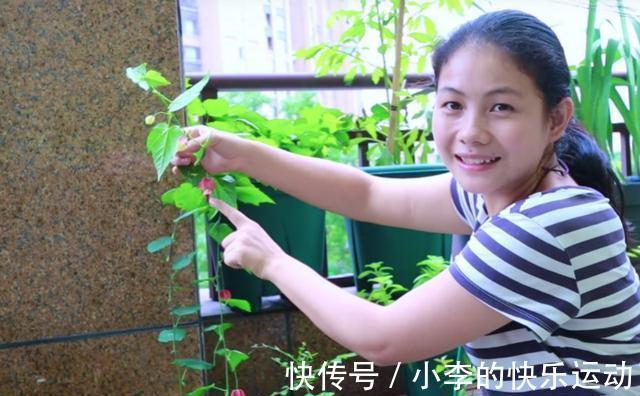 此种花期最长的花，一年365天都在开，好看又吉祥