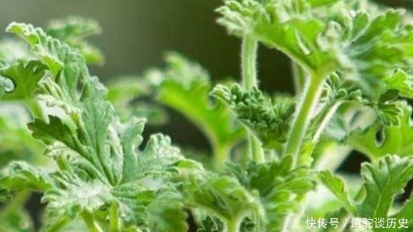 蚊子惹不起的4种花,不仅可以净化空气,还长势十分旺盛!