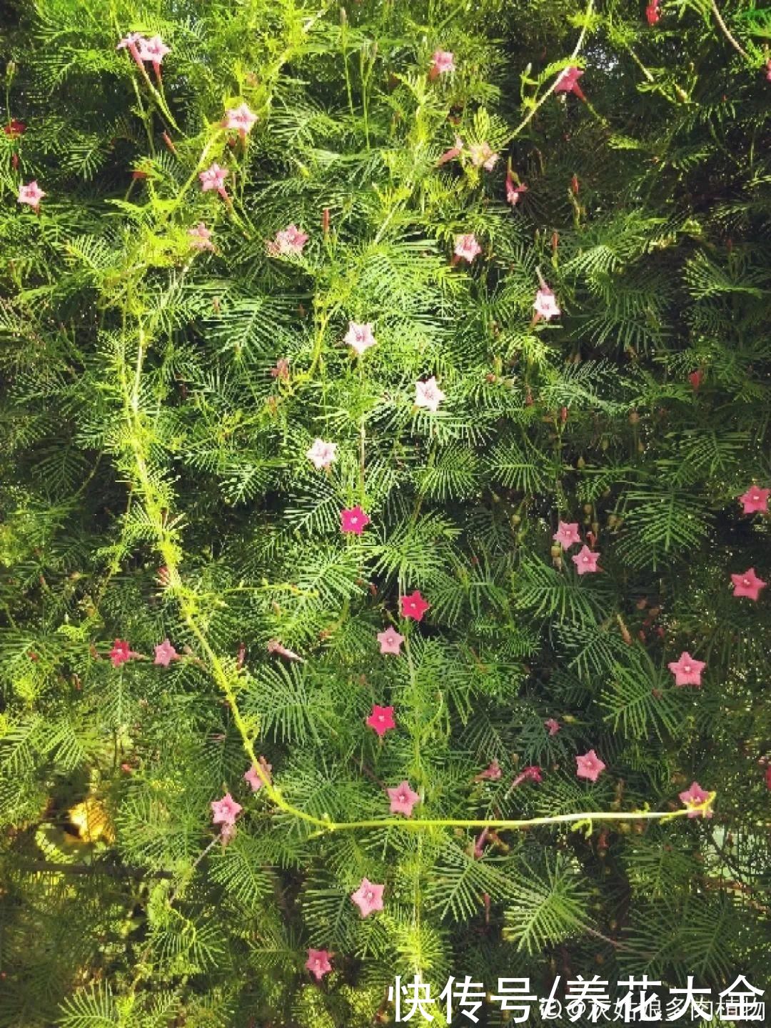 夏天|热不死的花，温度高也不休眠，超级适合夏天