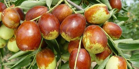 身体|每天吃五粒红枣对身体好,但是不能与它搭配一起吃,你还在吃吗