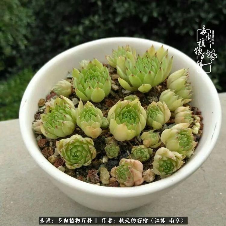 渡劫归来的肉肉,谁是谁的前世,谁又成了谁的今生