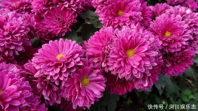 黑天鹅|此款花懒人最爱养,沾点水就爆盆,花姿优美,花朵美艳迷人,超美