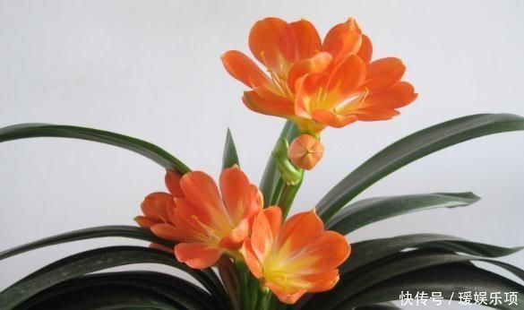 君子兰|君子兰一年到头“只见叶”盆里加勺“它”,花儿立刻爆出盆