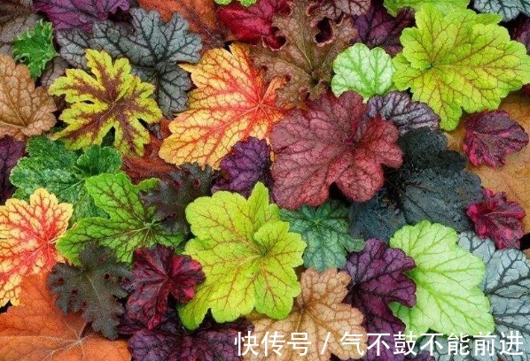 绿萝吊兰扔了吧,阳台养4种花,它们非常好养,叶子比花还好看