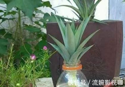 繁殖|吃菠萝，叶子别扔，做个盆栽像“兰花”，开花就结大“菠萝”