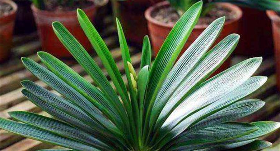 君子兰有“4怕”,难怪叶子长歪还夹箭,学会了叶片光亮顺利开花
