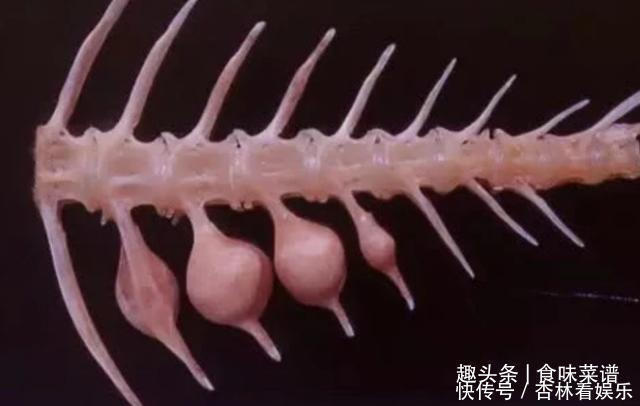 脊椎骨|带鱼里吃出一节骨头，像牙齿一样，摸起来硬硬的，你知道原因吗