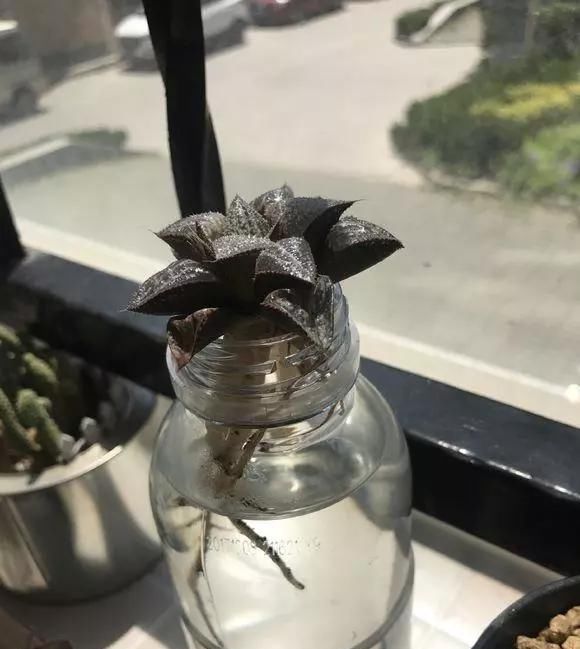 芦荟|这3种花养不好，赶紧扔水里，越长越来劲