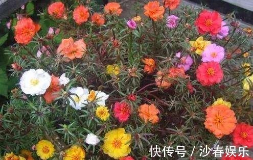 阳台|阳台变成“美花海”，全靠这2种花，花色明亮，花朵成簇