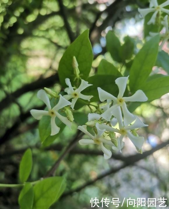 茉莉|这种茉莉花，花开得像风车，花瓣指甲大，花瓣香味四溢，很好闻