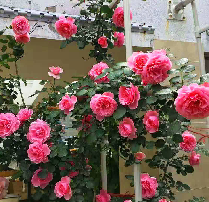 春天养花,必备5种“小东西”,简单有条理,养花一级棒