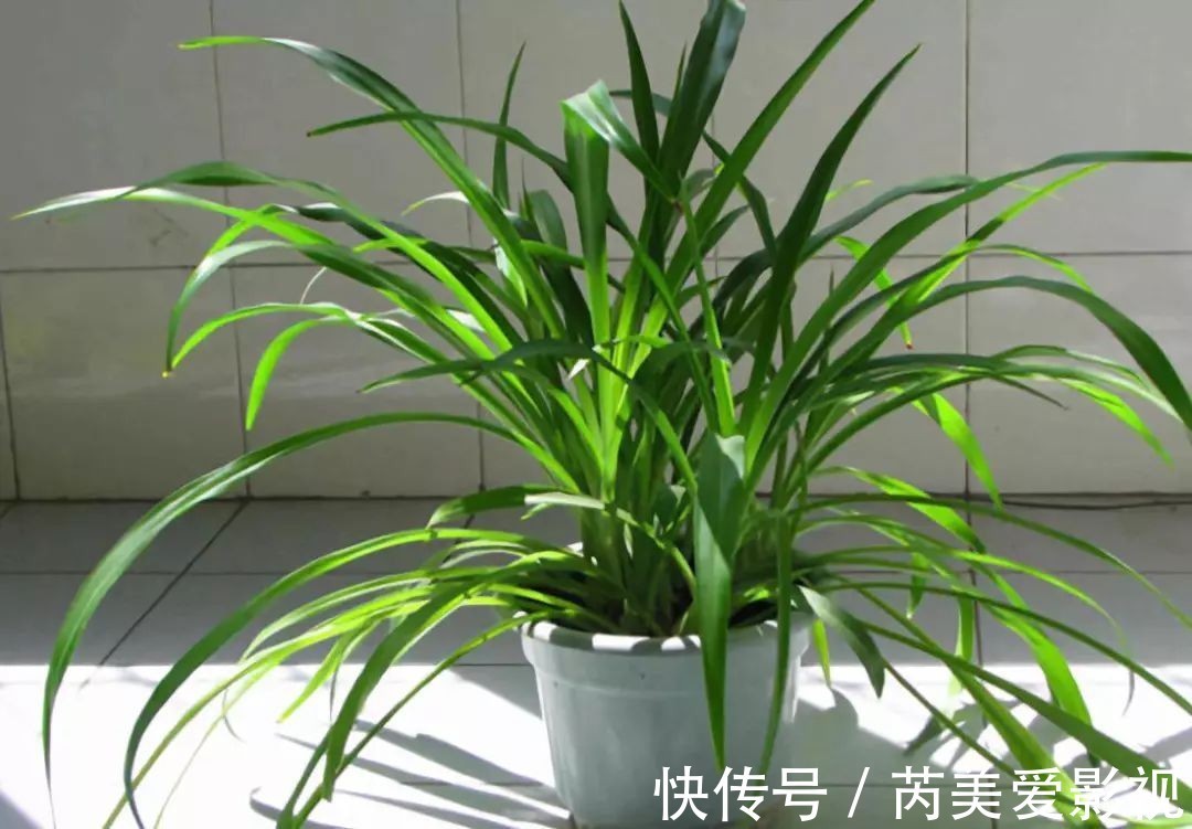 油画|养花光养吊兰就够了，这“5样”一个赛一个美，漂亮又好打理