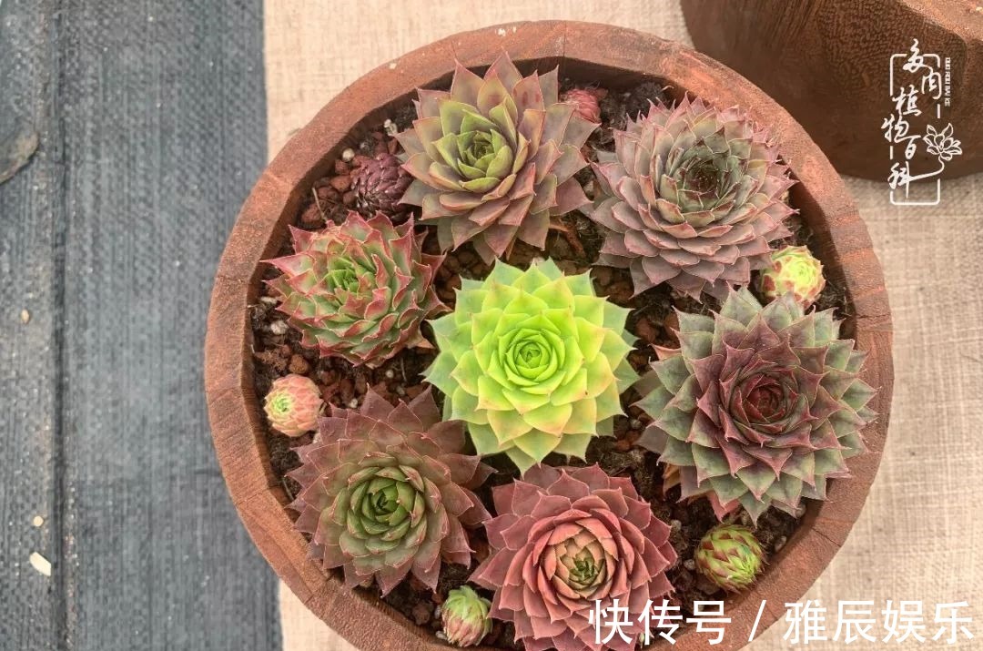 框子|这多肉拼盘这么仙!如何制作达人手把手教你制作长生草拼盘!