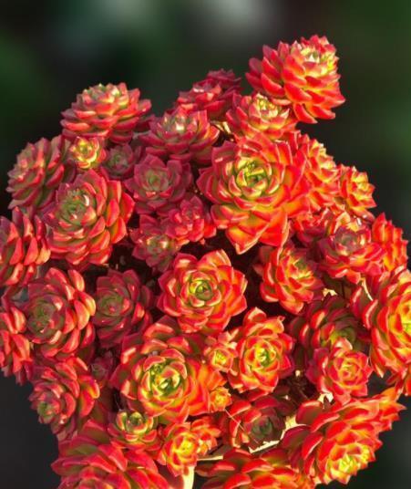 3款高颜值多肉，长势旺易爆头，养成群生小老桩，价值翻倍