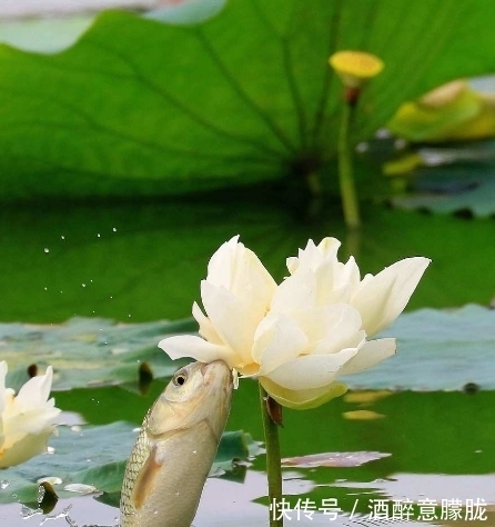 属相|进入8月初，4属相桃花朵朵，横财不断，钱包鼓鼓，生活幸福