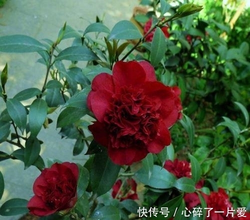 黑魔法|最艳丽的盆栽花卉,花型极大,生长旺盛,是茶花里的黑色皇后