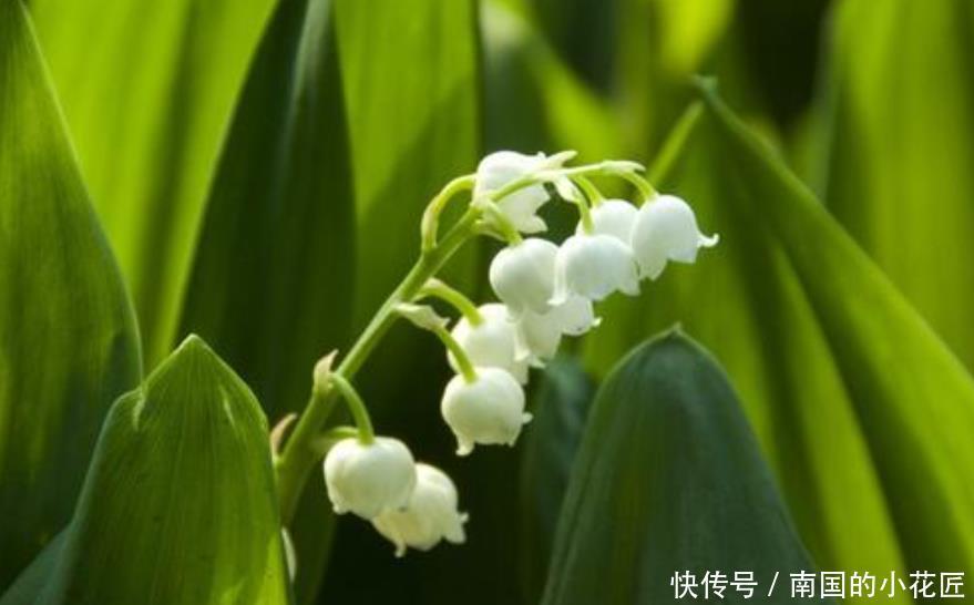 兰花|一种不一样的“兰花”,寒冷的东北也能养,花开就像“小铃铛”!