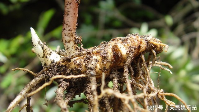 它很少长在竹林,若你能有幸偶遇,哪怕误除竹笋,也别伤到它