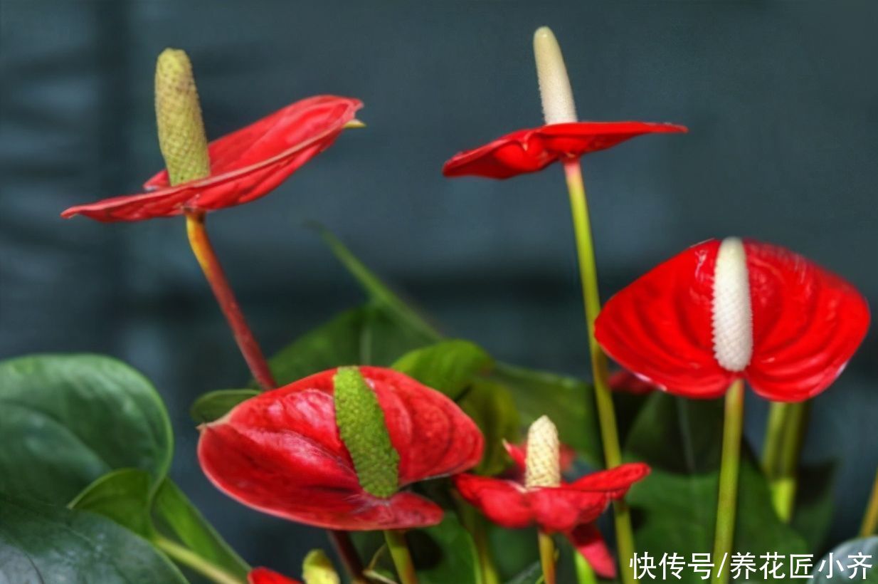 春夏秋冬|想不想红掌夏季也能开花？只需做足4点，炎热夏季也能花开不停