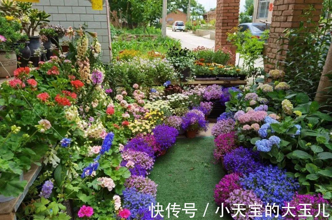 记录一下我养过的花,1000多盆都有啥