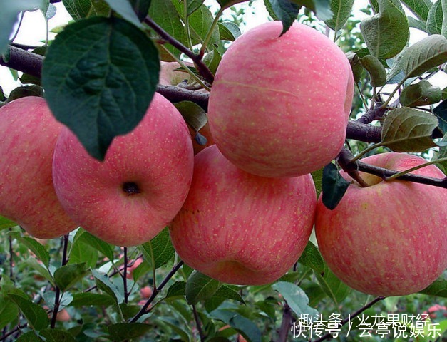 每天吃个苹果,能美容养颜、降血脂,养生专家建议3个时间吃最好