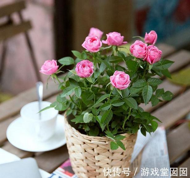 别再乱买花了,这8种花一年开几次,易养活还开花爆盘