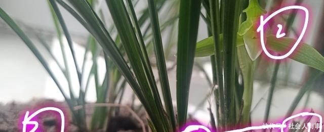 兰花叶片比花高,剪短兰花的叶片会影响开花吗!