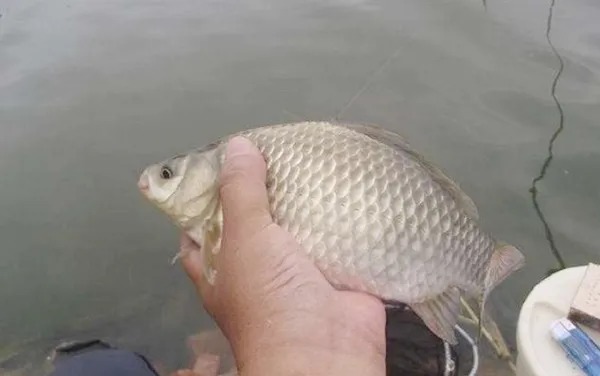 一五一十的告诉你:走水时,别只傻傻换大漂,这四个调整才最关键