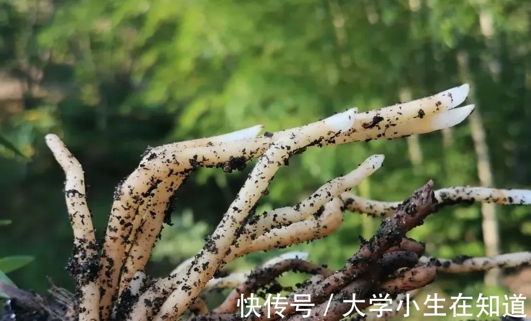 兰花烂根后最怕什么？正确处理有技巧，这4种会加速兰花枯死