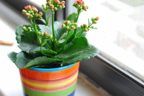  盆栽|到了冬季就盆栽这7样花卉，耐寒能力强，开花美丽又喜庆