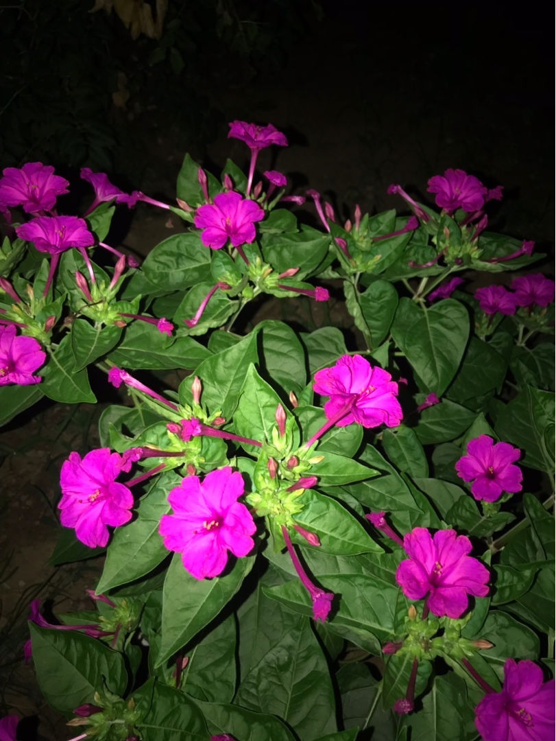 3种花，虽然名字不好听，但开花上百朵，呼呼爆花