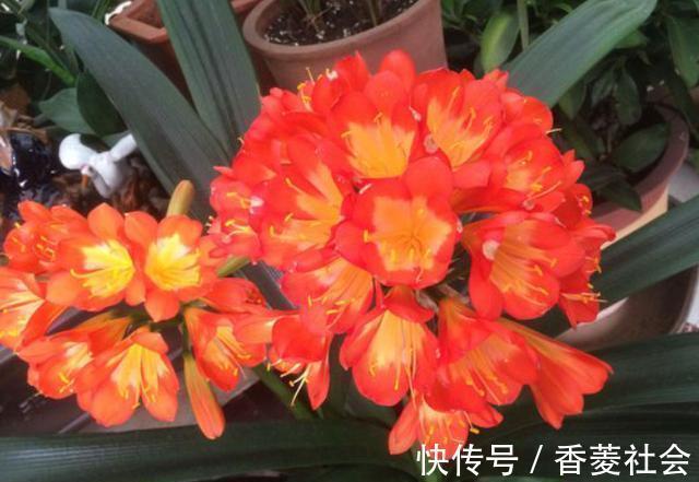 君子兰|君子兰开花有4把“锁”，明白人逐一打开，想不开花都很难